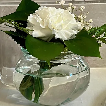 Villa Ocean View Pico Madalena (Azores)